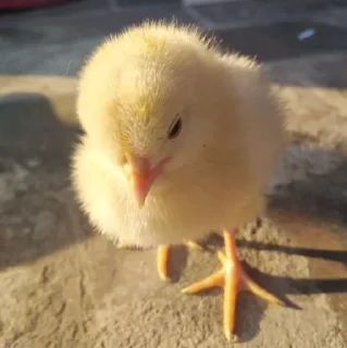 🤩