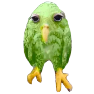 🐦