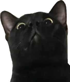 🙀