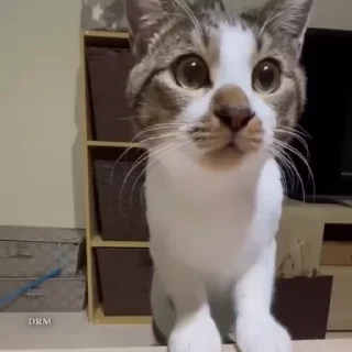 🐾