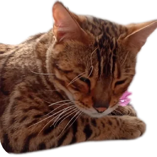 🐱