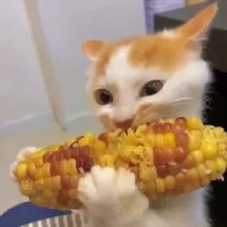 🌟