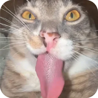 🐱