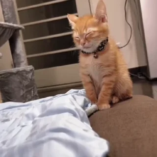 Засыпающие котики @stickroom
