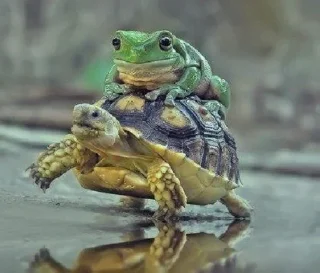 🐢