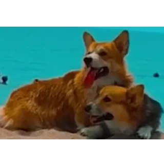 👍