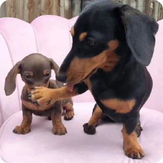 🤫