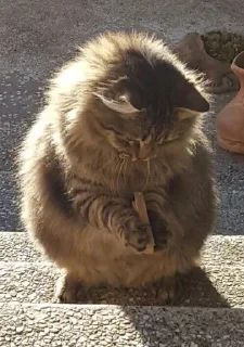 🐱