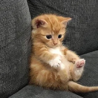 🥺