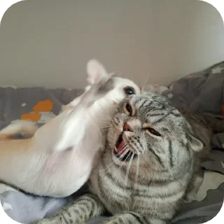 🐱