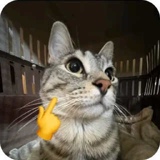 🌟