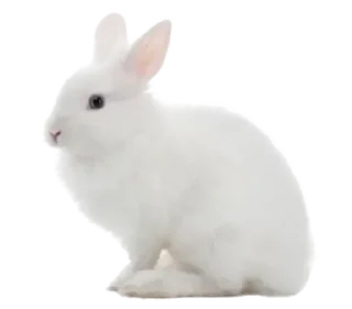 🐰