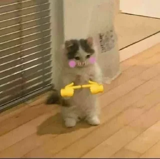 🐱