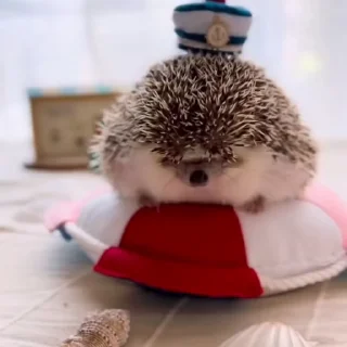 🦔