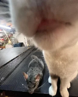 🐭