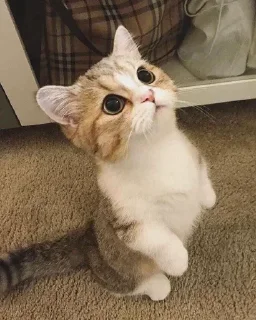 🐾