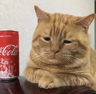 🐱