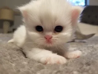 🥺