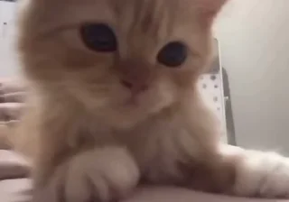 🐱