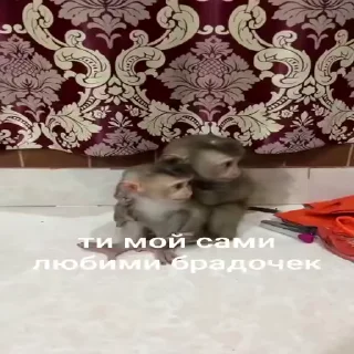 🐵