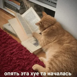 😺