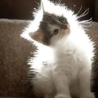 🐈