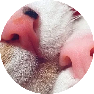 Котиковы