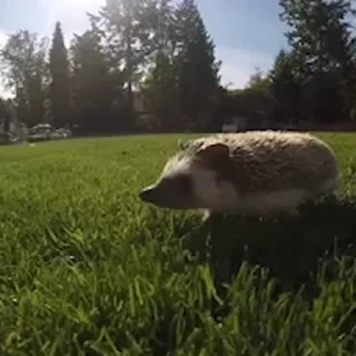 🦔