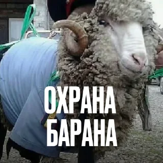 🐏