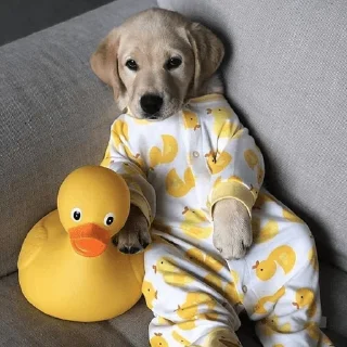 🐶