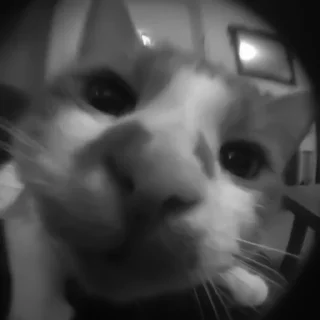 🐈‍⬛️