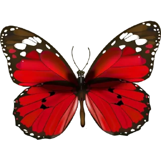 🦋