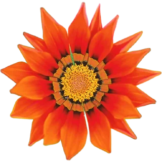 🌺