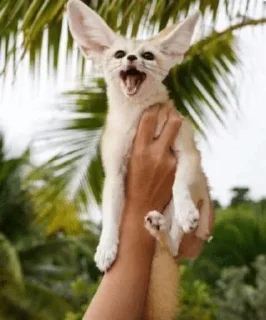 👆