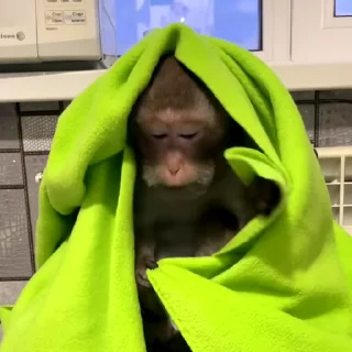 🙉