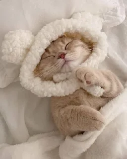 😴