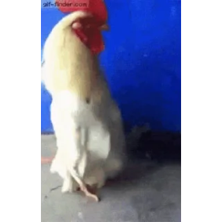🐔