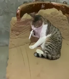 🐈‍⬛