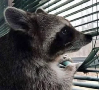 🥺