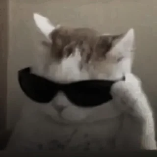 🐈‍⬛
