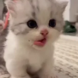 🐈‍⬛