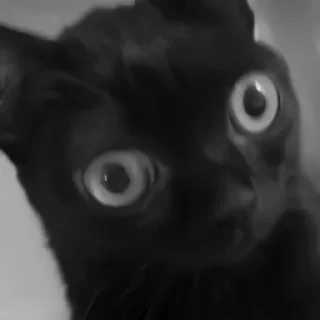 🐈‍⬛️