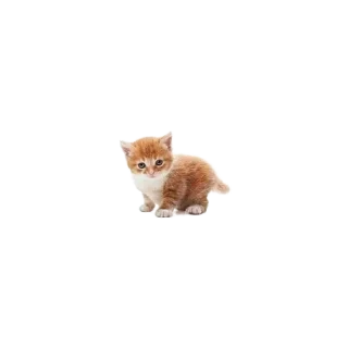 🐱
