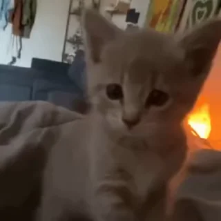 😺