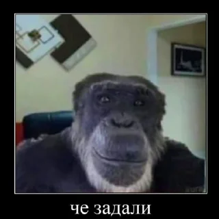 🐒