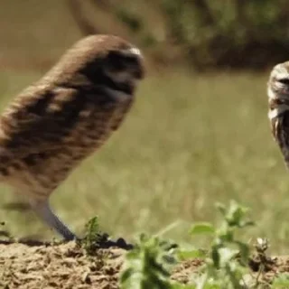 🦉