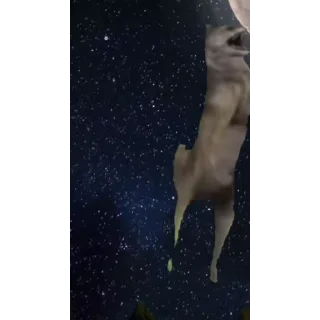 🐺