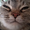Кошки