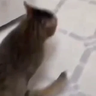 🐈