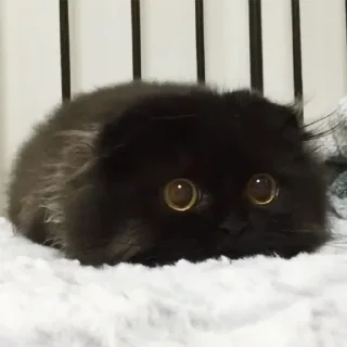 🐈